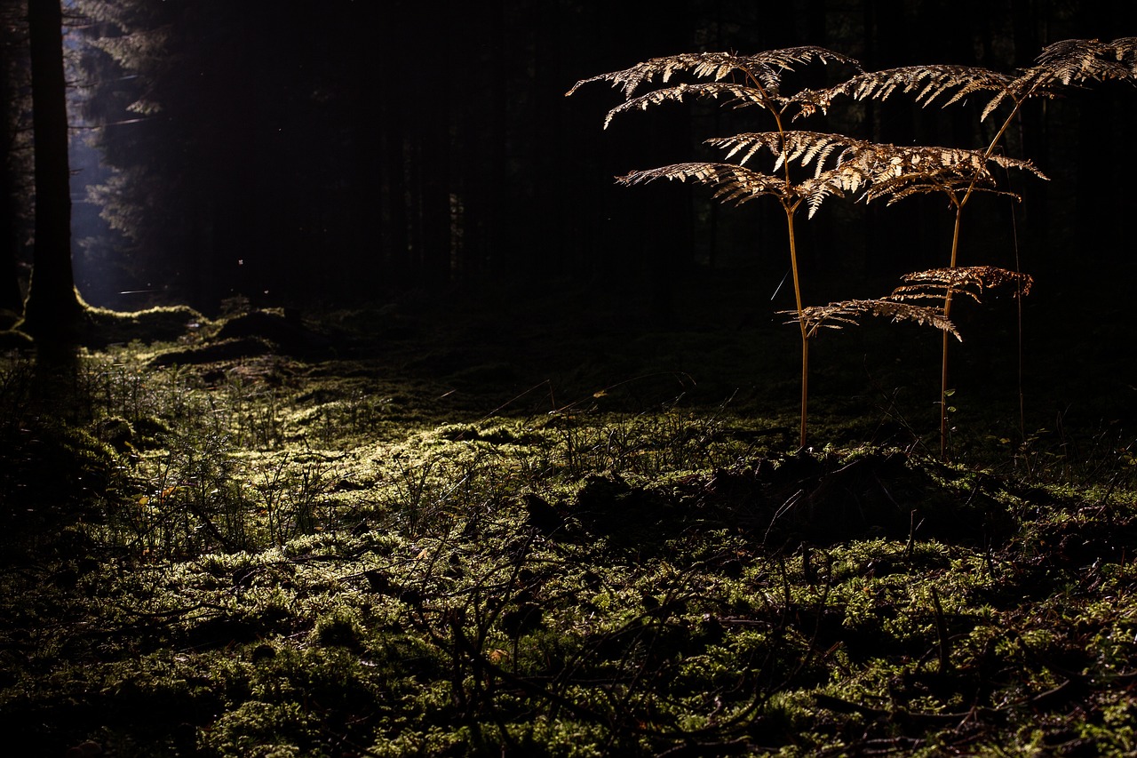 ケノンは毛穴にどのような効果があるのか？