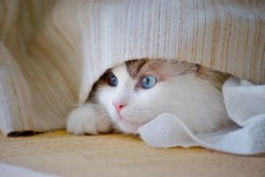 家庭用脱毛器をやめたら毛は生えるのか？