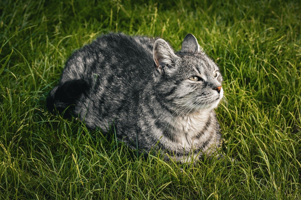 家庭用脱毛器を使ったヒゲの効果はどのくらいあるのか？