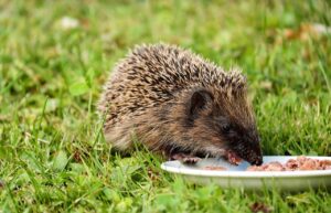 脱毛と美肌のための食事はどれが効果的？